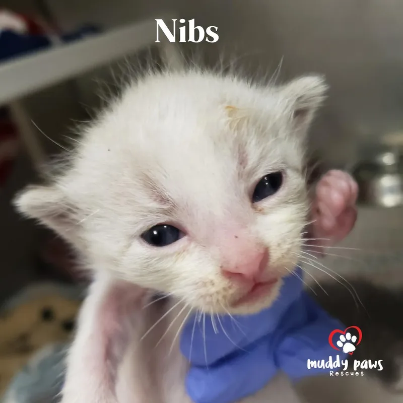 Lost Boys: Nibs