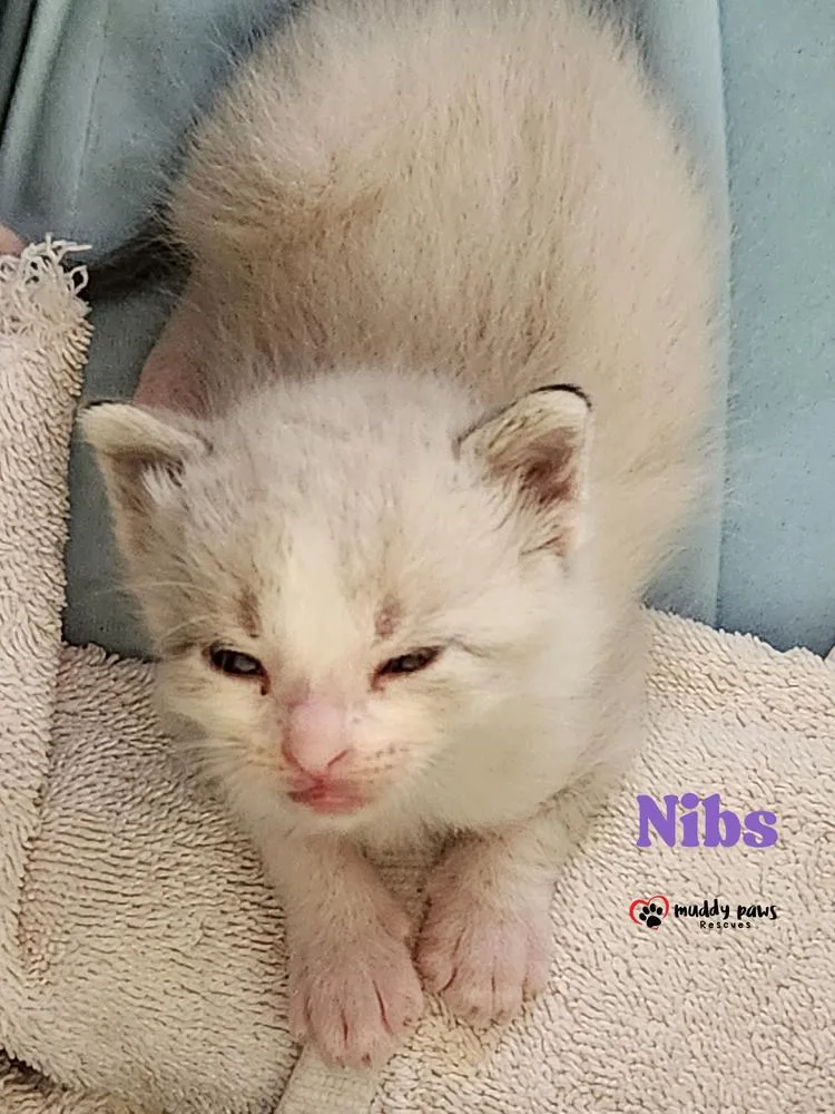Lost Boys: Nibs thumbnail 2