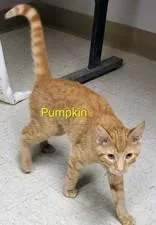 A young small-sized female Orange / Red Domestic Short Hair cat named Pumpkin for adoption in Moline, IL