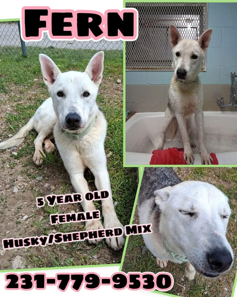 An adult medium-sized female Husky dog named Fern for adoption in Cadillac, MI