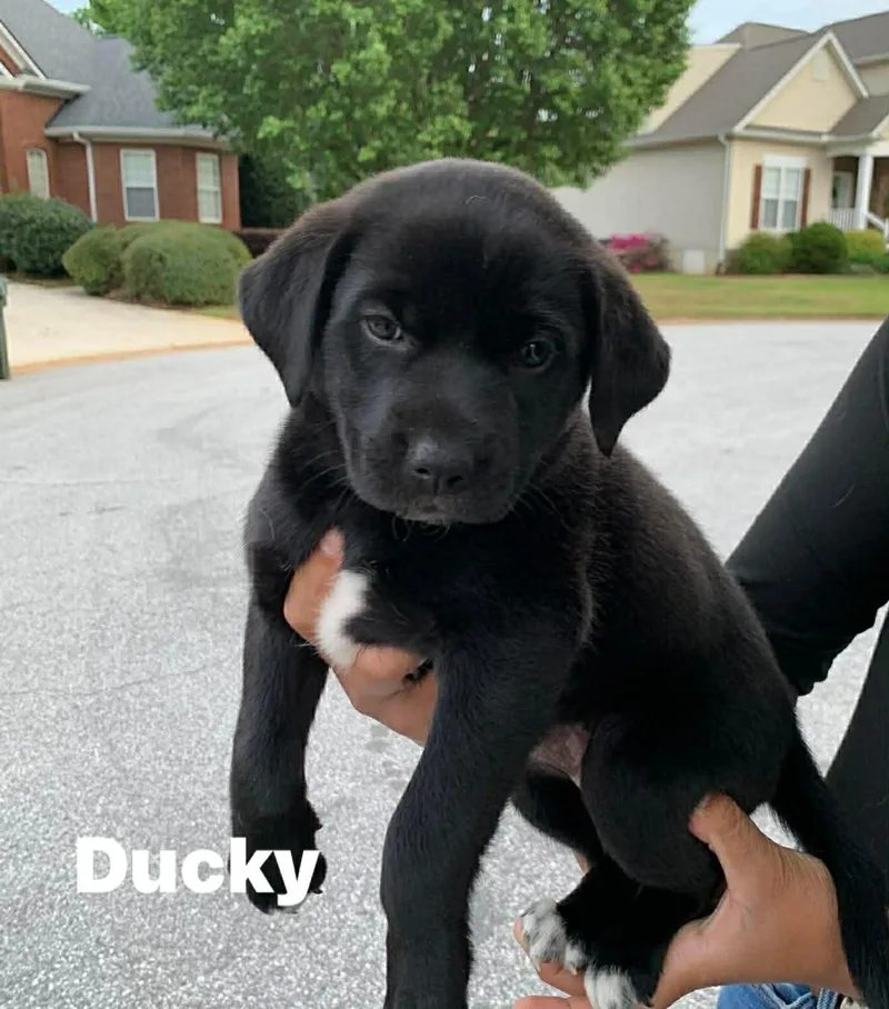 A baby medium-sized female Black Mixed Breed dog named Ducky for adoption in Douglas, MA