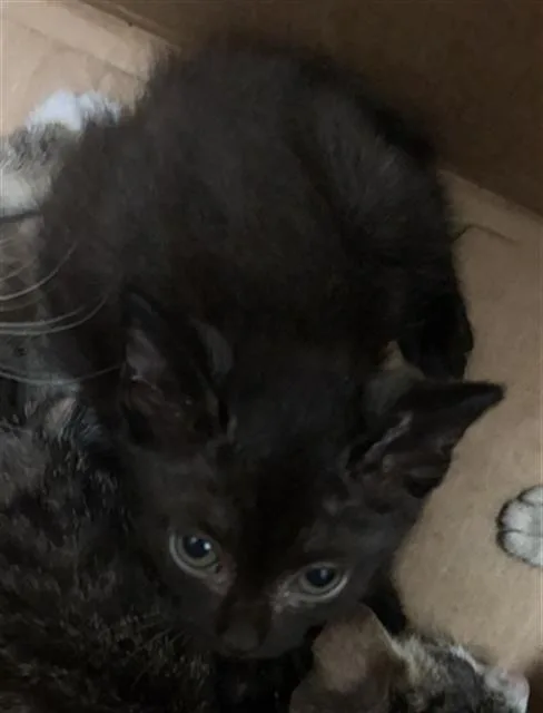 A baby medium-sized male Domestic Short Hair cat named Scar for adoption in Dallas, TX