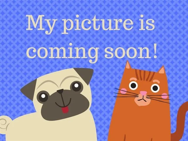 A young medium-sized female Domestic Short Hair cat named Lady for adoption in Fort Wayne, IN