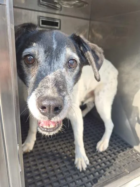 A senior medium-sized female Terrier dog named Ic for adoption in Lawrenceville, GA