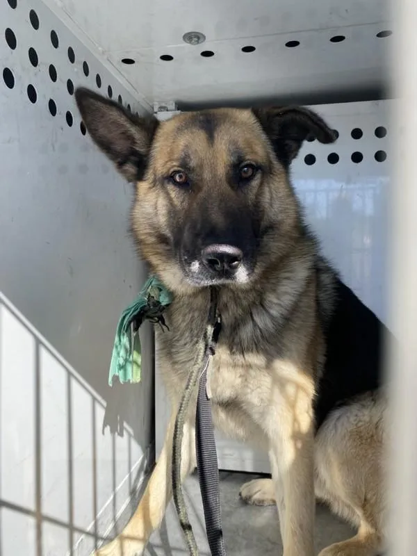 An adult extra large-sized male German Shepherd Dog dog named Lucas for adoption in Victorville, CA