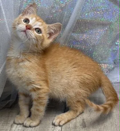 An adult small-sized male Domestic Short Hair cat named Billy for adoption in Shreveport, LA