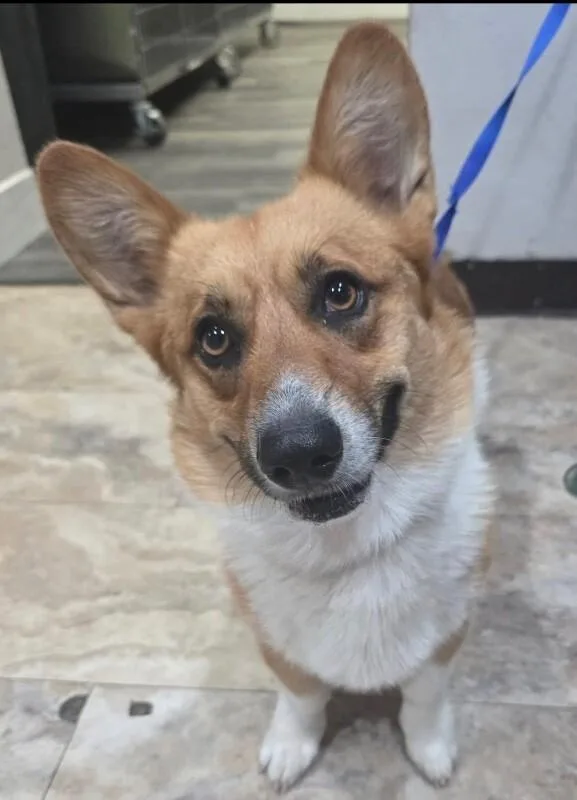 A young medium-sized male Golden Corgi dog named Niko for adoption in Boulder, CO