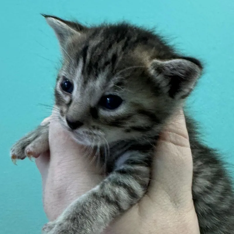 A baby small-sized female Brown / Chocolate Domestic Short Hair cat named Auburn for adoption in Marion, VA