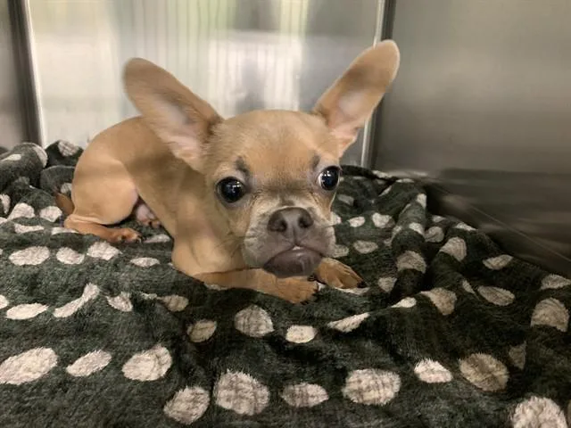 Elvis