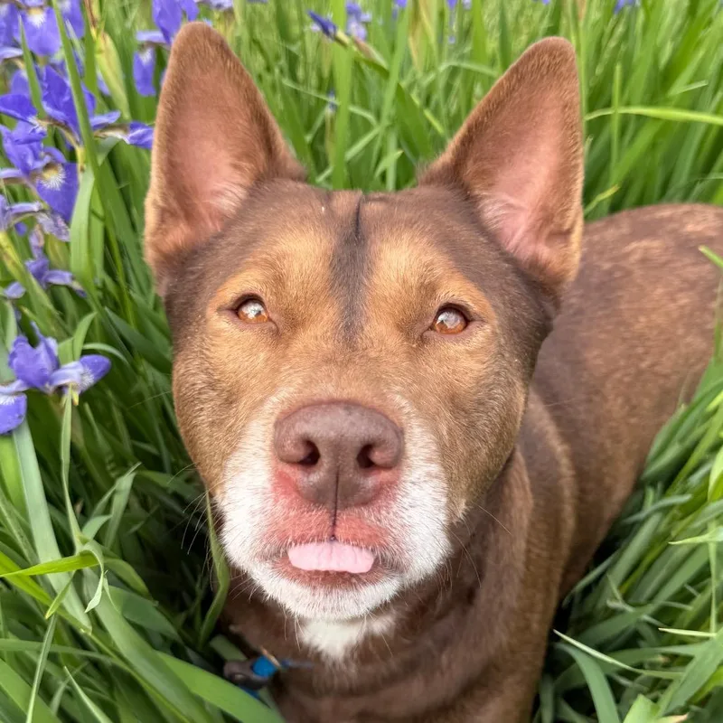 An adult medium-sized male Brown / Chocolate Siberian Husky dog named Keno for adoption in Perkiomenville, PA