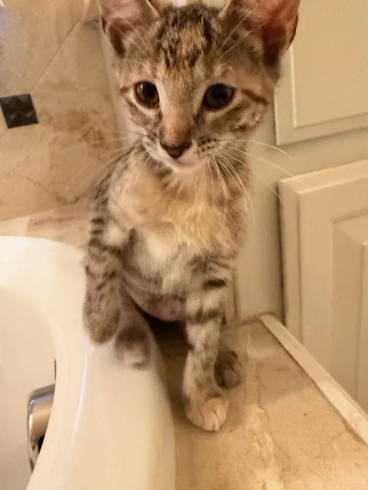 A baby small-sized female Domestic Short Hair cat named Pho for adoption in Dallas, TX