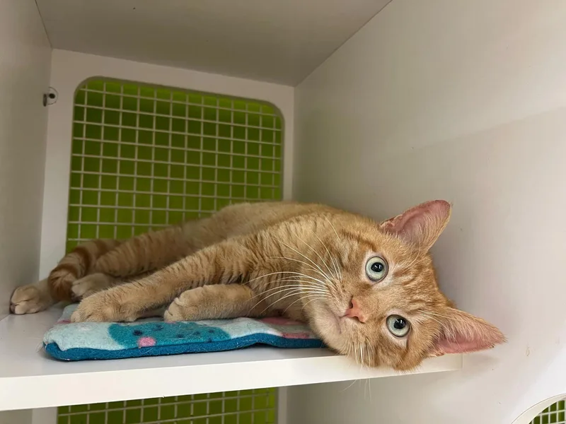 Louis Quatorze thumbnail 2