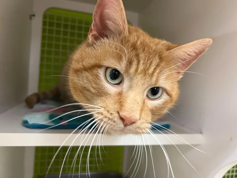 Louis Quatorze thumbnail 3