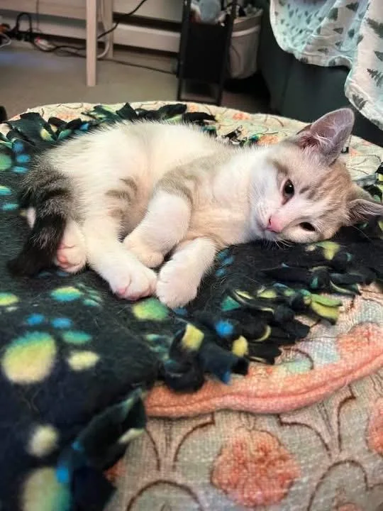 A baby medium-sized female White Domestic Short Hair cat named Duncan Taco and for adoption in Portland, ME