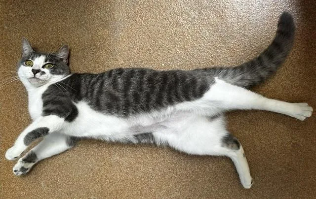 A young small-sized female Tabby (Gray / Blue / Silver) Domestic Short Hair cat named Petunia for adoption in Norwalk, CT