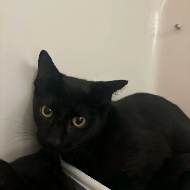 A baby small-sized female Black Domestic Short Hair cat named Milly for adoption in Rocky Mount, VA