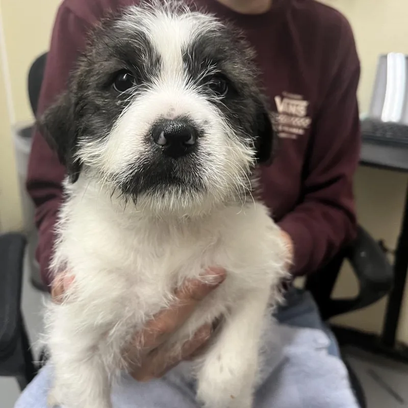A baby small-sized female Black Terrier dog named Taffy for adoption in Point Richmond, CA