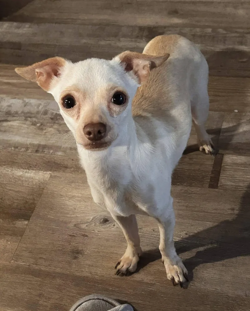 An adult small-sized male Chihuahua dog named Albee for adoption in Austin, TX