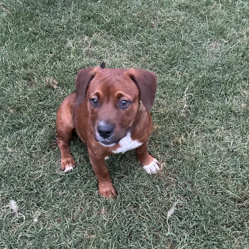 A baby large-sized female Red / Chestnut / Orange Hound dog named Mahogany for adoption in Brownsboro, AL