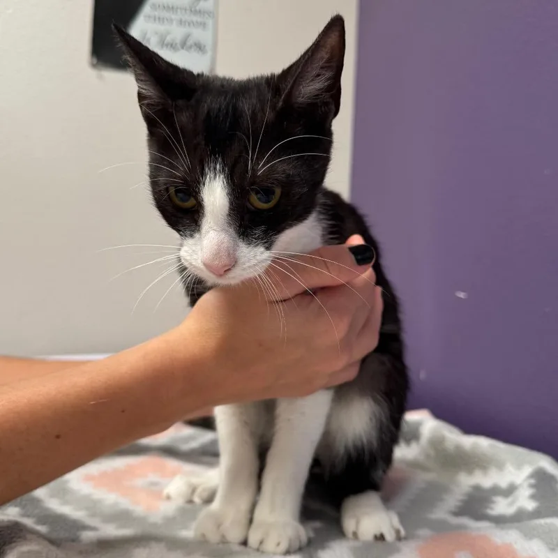A young small-sized female Black Domestic Short Hair cat named Tulip for adoption in Englewood, FL