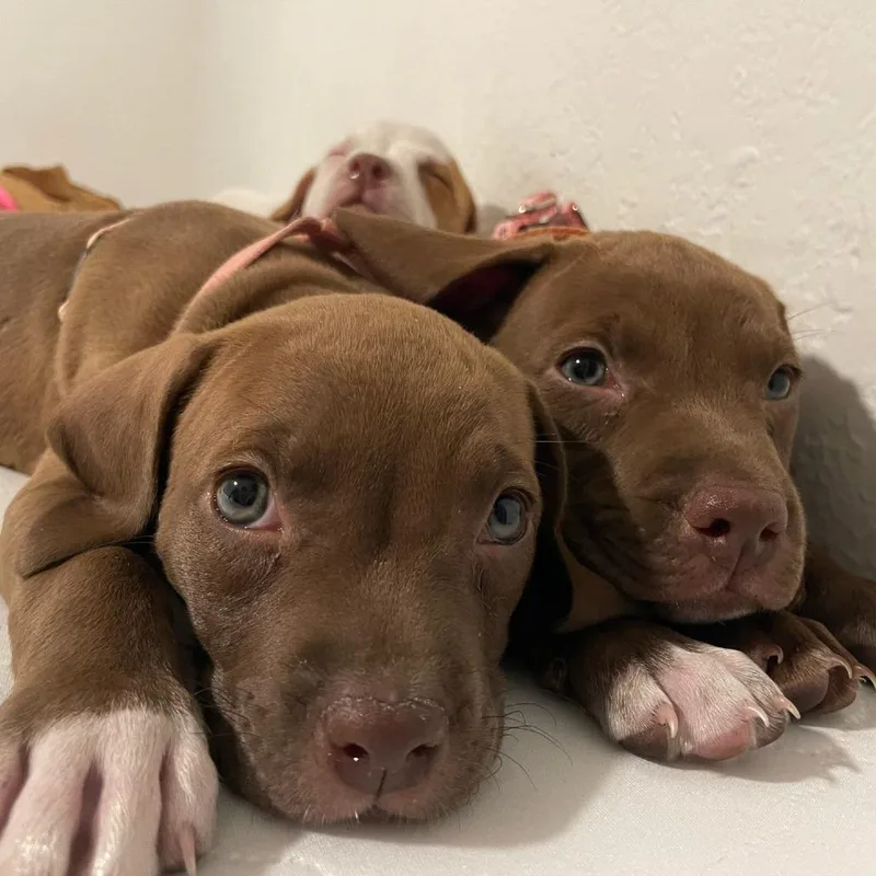 A baby medium-sized female Brown / Chocolate Hound dog named Haze for adoption in Melrose, FL