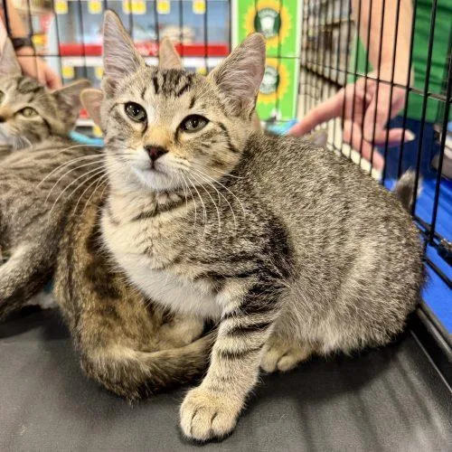 A baby small-sized male Tabby (Brown / Chocolate) Tabby cat named Spyke for adoption in Knoxville, TN