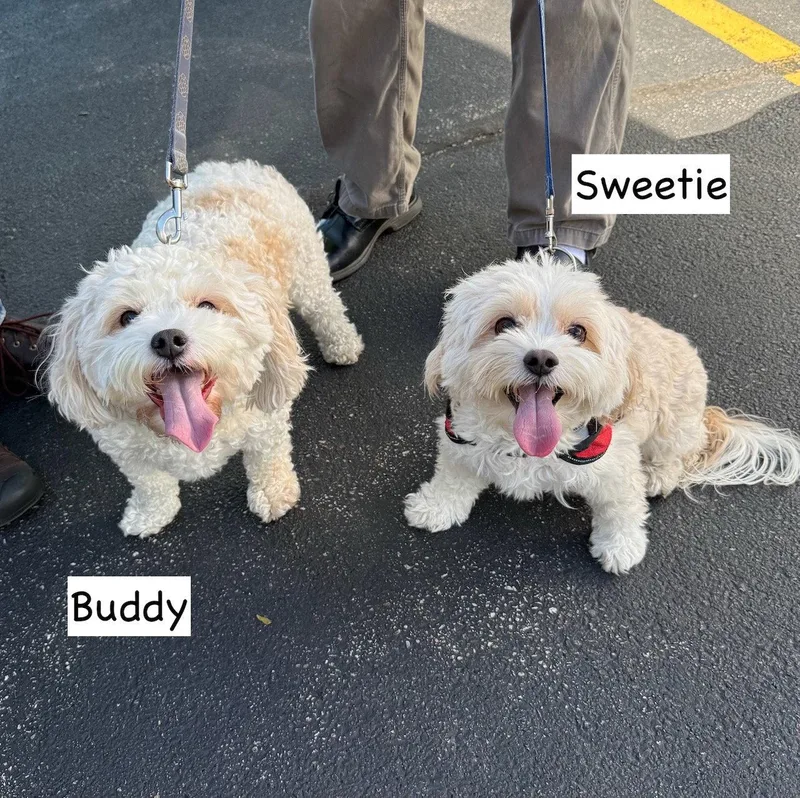 Buddy thumbnail 3