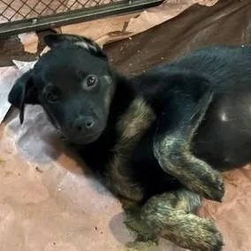 A baby small-sized male Black Hound dog named Crown for adoption in Wake Forest, NC