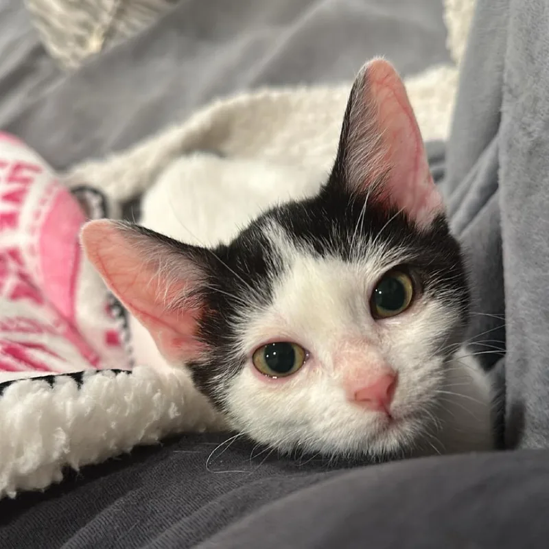 A baby small-sized female White Domestic Short Hair cat named Tina Tuna for adoption in San Antonio, TX