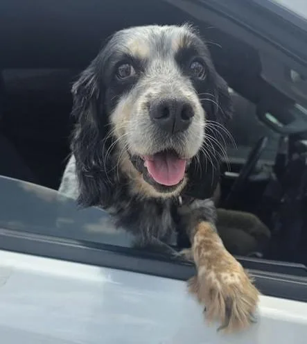 An adult medium-sized female Cocker Spaniel dog named Bentley for adoption in San Antonio, TX