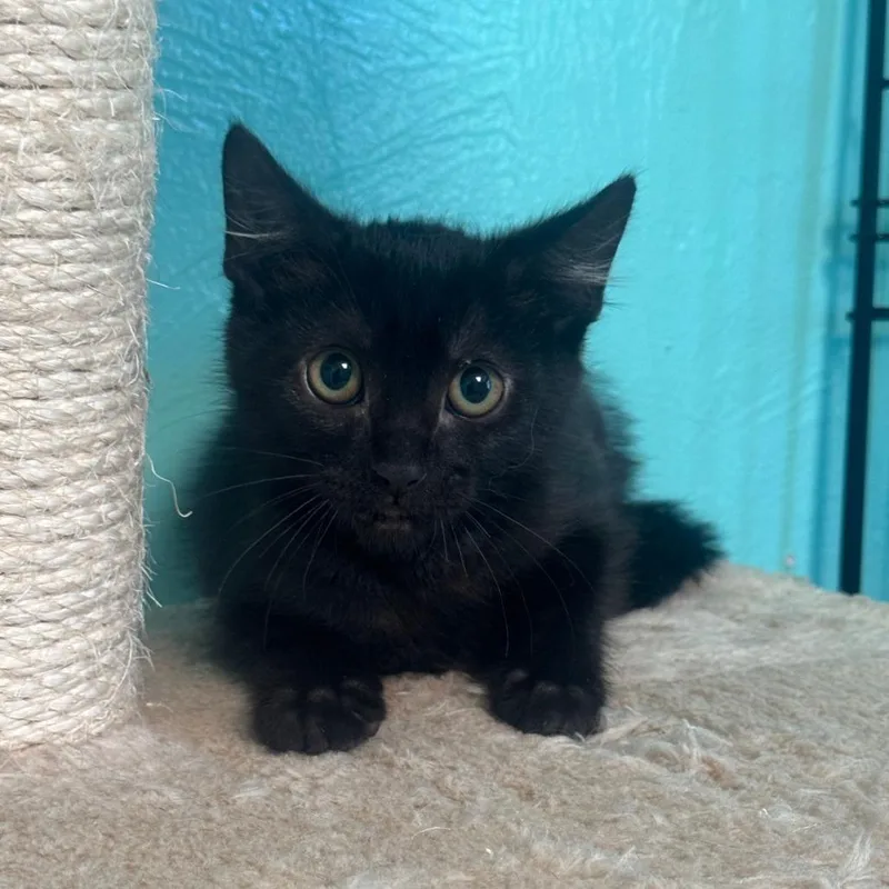 A baby small-sized male Black Domestic Short Hair cat named Tommy for adoption in Tucson, AZ