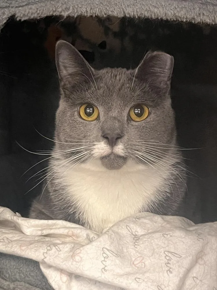 An adult large-sized male Gray & White Domestic Short Hair cat named Shade for adoption in Acworth, GA