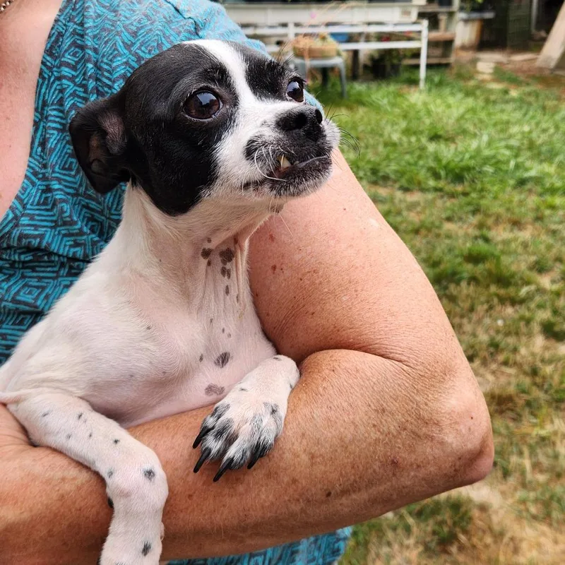 An adult small-sized female Black Chihuahua dog named Dottie for adoption in Eureka, CA