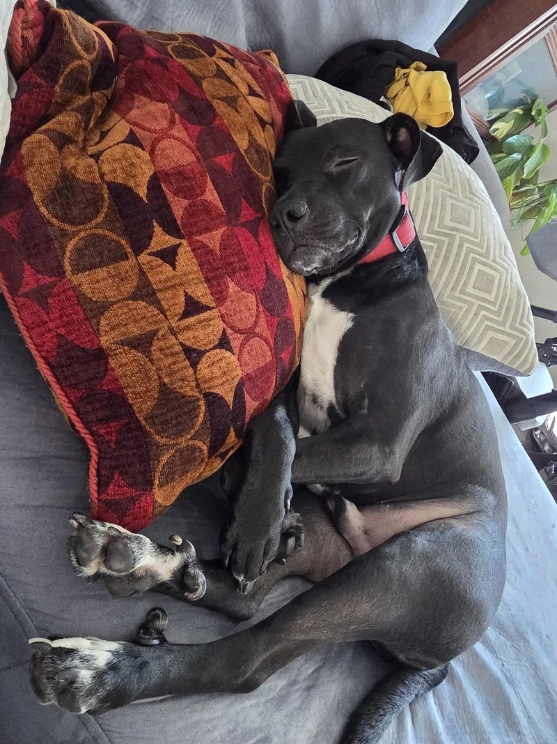 A young medium-sized male Pit Bull Terrier dog named Blitzo for adoption in Chandler, AZ