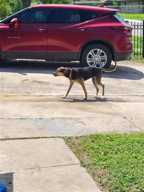 A senior small-sized male German Shepherd Dog dog named Typhoon for adoption in San Antonio, TX