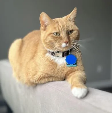 An adult small-sized male Domestic Short Hair cat named Gizmo for adoption in Fairfax, VA