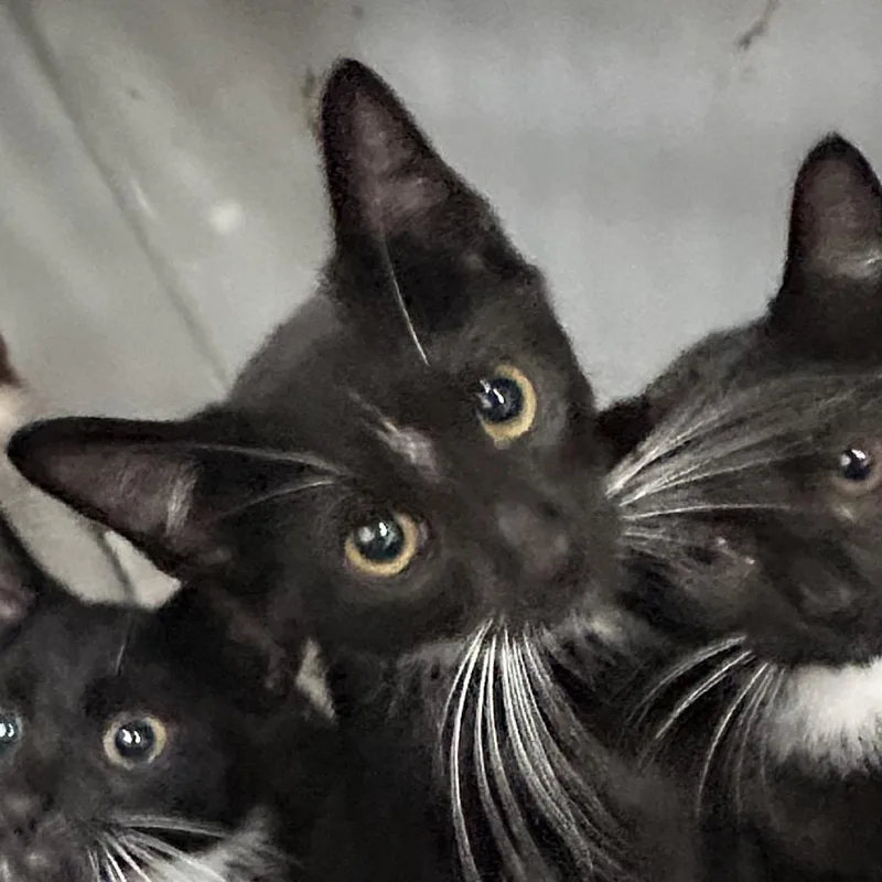 A baby small-sized male Black Domestic Short Hair cat named Thomas for adoption in Newark, NJ