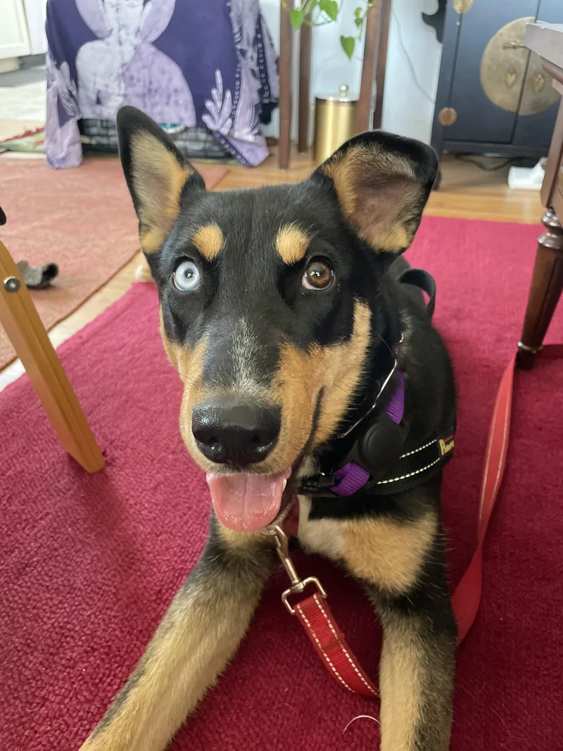 A baby medium-sized female Tricolor (Brown, Black, & White) Husky dog named Zula for adoption in Sunset Beach , CA