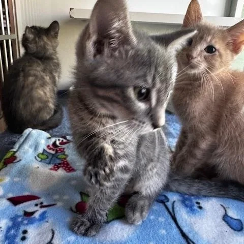 A baby small-sized female Buff / Tan / Fawn Domestic Short Hair cat named George Foreman And Keurig for adoption in Hutchinson, MN