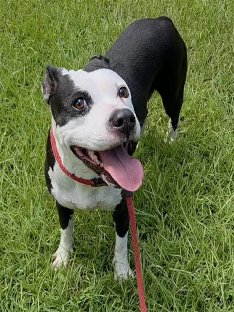 An adult medium-sized female American Staffordshire Terrier dog named Gillian for adoption in Fort Lauderdale, FL