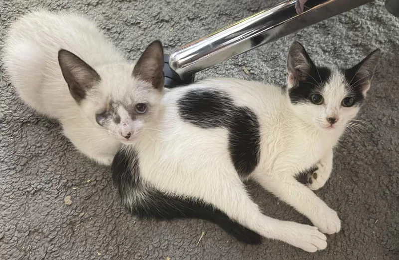 Captain Grayson thumbnail 3