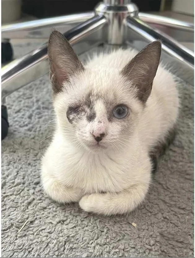 A baby medium-sized male Siamese cat named Captain Grayson for adoption in Spring Branch, TX