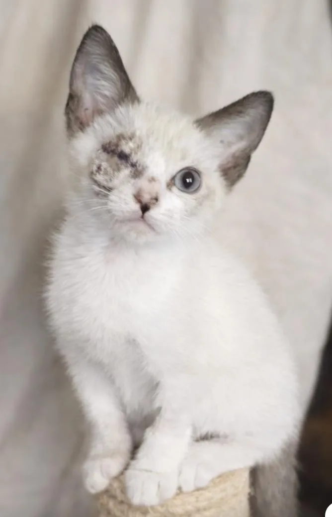 Captain Grayson thumbnail 4