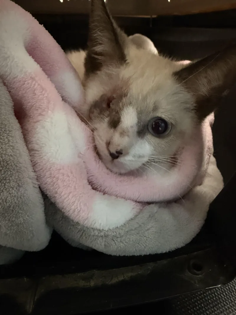 Captain Grayson thumbnail 5