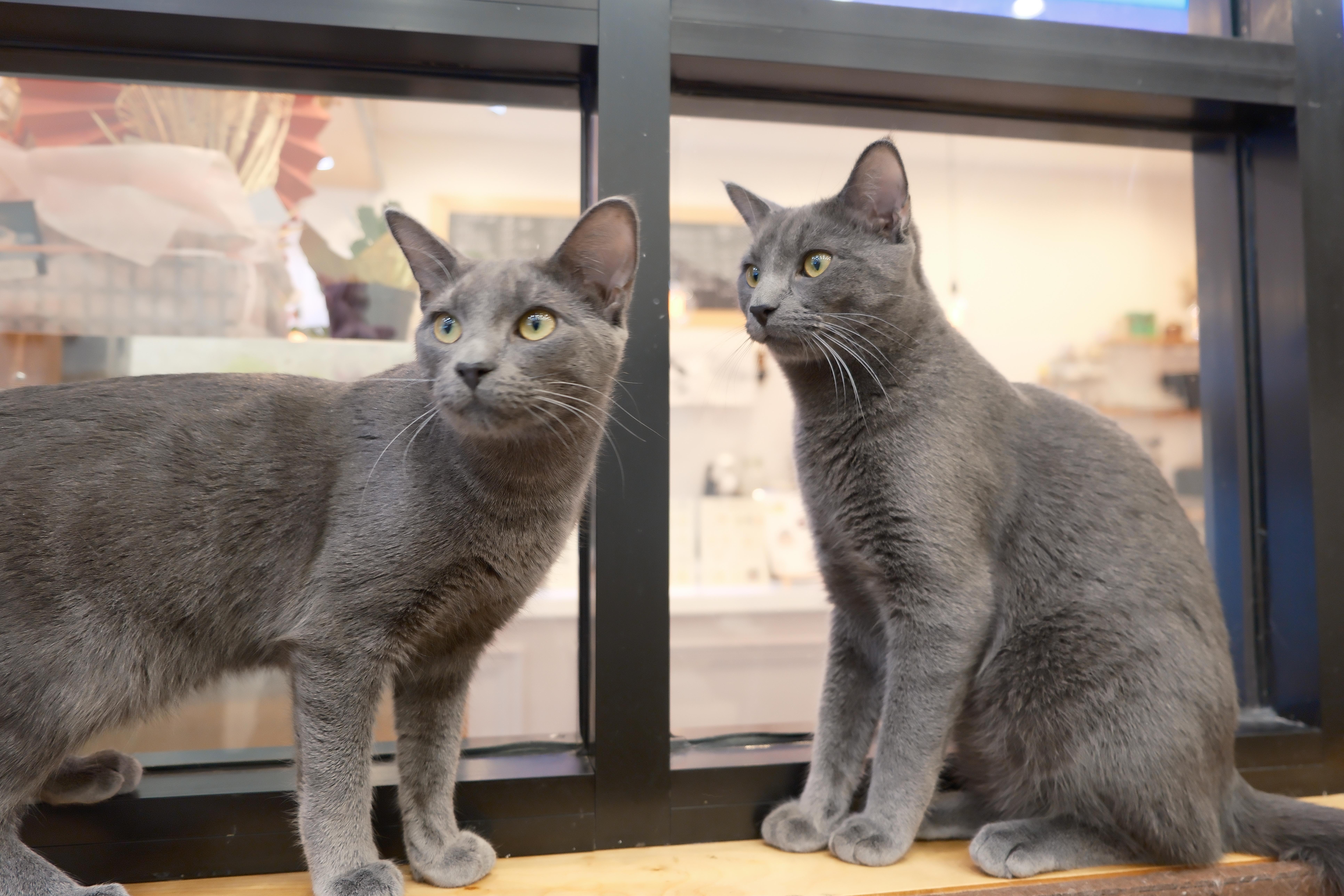 A young medium-sized male Domestic Short Hair cat named Onyx for adoption in South Ozone Park, NY