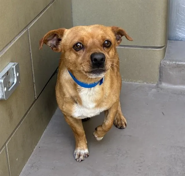 A young small-sized male Dachshund dog named Twinkie for adoption in Riverside, CA
