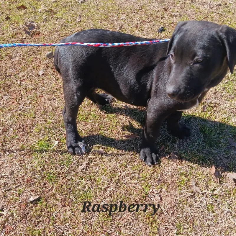 Raspberry