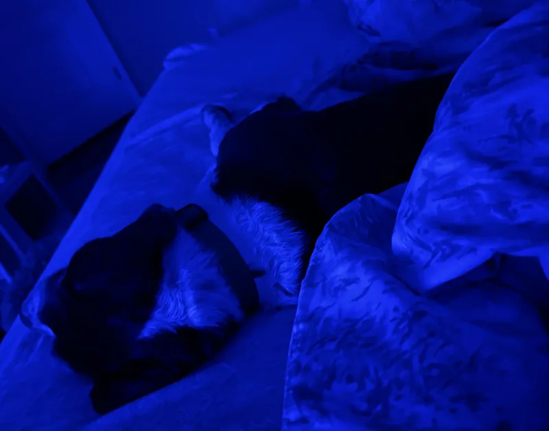 A senior medium-sized female Basset Hound dog named Stella for adoption in Citrus Springs, FL
