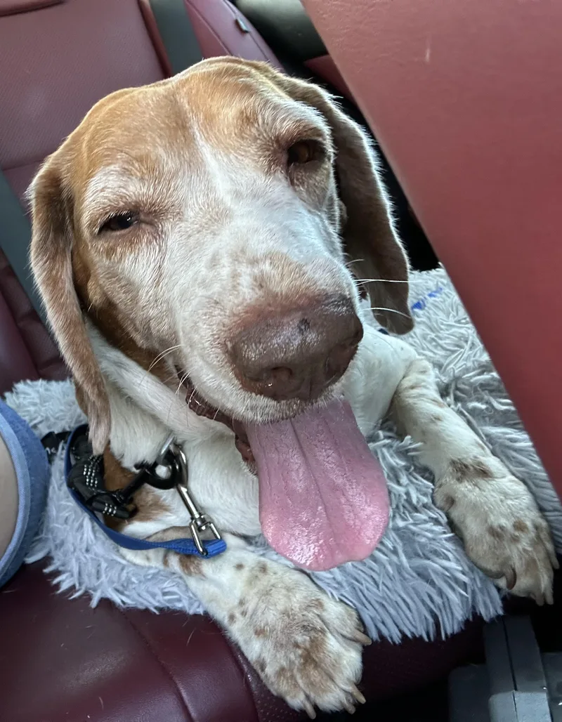 Stella thumbnail 5