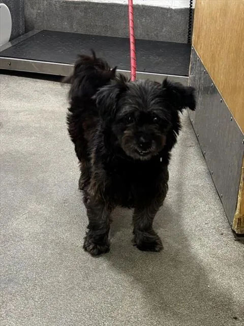 An adult small-sized female Shih Tzu dog named Pam for adoption in Upper Marlboro, MD